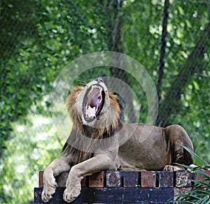 Roaring lion.