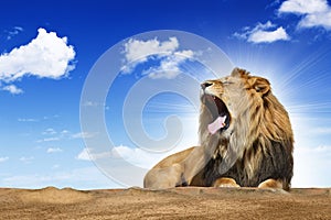 Roaring lion