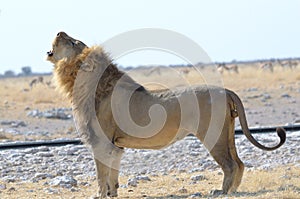 Roaring lion etosha