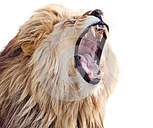 Roaring lion photo