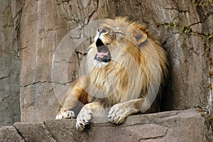 Roaring lion on rock ledge at Brookfield zoo