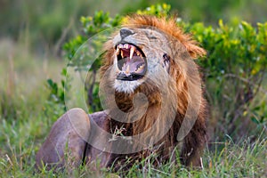 Roaring Lion Ron in Masai Mara