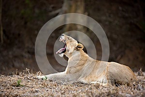 Roaring Lioness