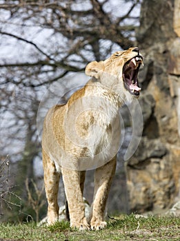 Roaring Lioness