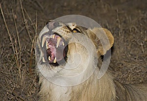 Roaring lioness