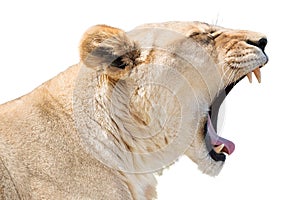 Roaring lioness photo