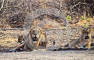 Roaring Male and Female Adult Asiatic Lions - Lion Couple - Panthera Leo Leo - Sitting in Forest, Gir, India, Asia