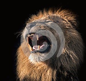 Roaring male lion on a black background