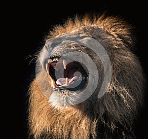 Roaring male lion on a black background photo