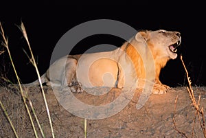 Roaring male lion during night safari-Zambia