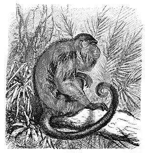 Roaring monkey Mycetes ursinus / Antique engraved illustration from Brockhaus Konversations-Lexikon 1908