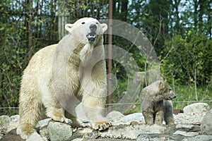 Roaring polar bear with cub (captive)