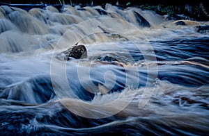 A white throated dipper surrounded by water.