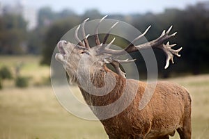 Roaring red deer