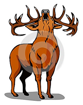 Roaring red deer
