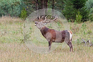 Roaring red deer