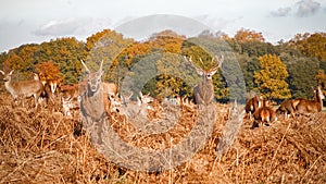 A roaring red stag accompanied by a herd in Bushy Park in London