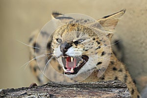 Roaring serval