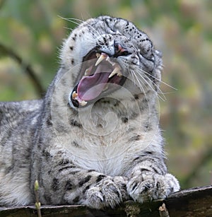 Roaring Snow leopard Unica unica
