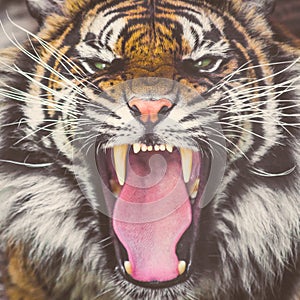 Roaring Sumatran tiger showing teeth