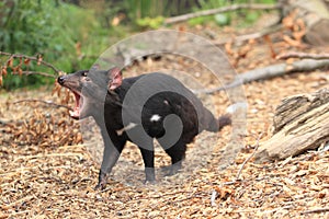 Roaring tasmanian devil photo