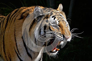 Roaring Tiger