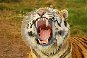 Roaring tiger