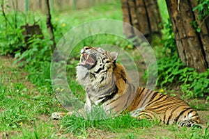 Roaring tiger. Green forest