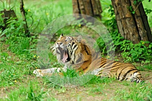 Roaring tiger laying on a green grass in the forest