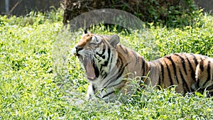 Roaring tiger lying on the grass