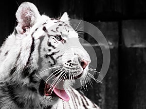 Roaring white tiger portrait. Black and white image