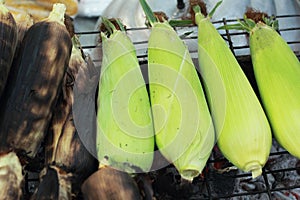 Roasted barbecue corn - BBQ corn