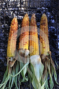 Roasted barbecue corn