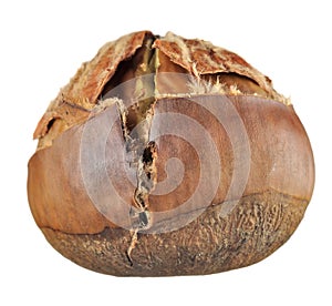 Roasted Chestnut Close-Up