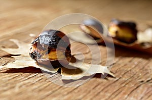 Roasted chestnuts, typical snack in All Saints Day in Catalonia,