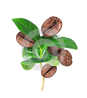 Roasted coffee beans with coffee leaves isolated on a white background
