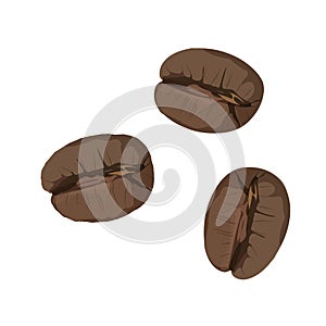 Roasted coffee beans isolated on white background. Vector