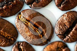 Roasted coffee beans on white milk background. Coffee beans in milk. Top view macro shot of arabica, robusta and iberica coffee se