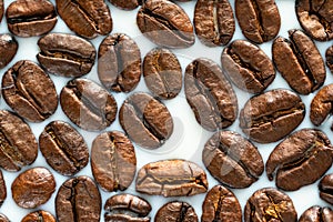 Roasted coffee beans on white milk background. Coffee beans in milk. Top view macro shot of arabica, robusta and iberica coffee se