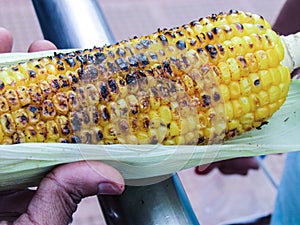 Roasted Corn cob