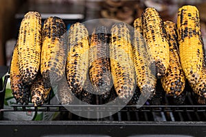 Roasted Corn Cobs for Sale