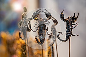 Roasted and fried scorpions on skewers