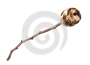 Roasted Marshmallow on a Stick photo