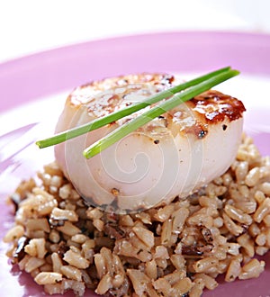 Roasted scallop over brown rice closeup