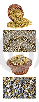 Roasted sunflower kernels