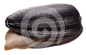 Roasted Sunflower Seeds isolated white background.