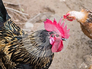 Roaster in farm