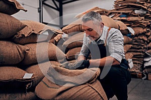 Roastery owner checking roasted coffee beans in sack, selective focus