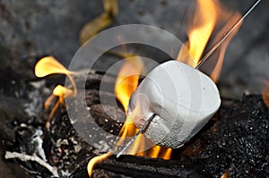 Roasting marshmallow photo