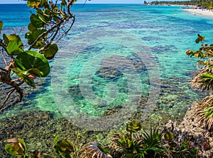 Roatan, Honduras blue ocean, reef, vegetation growing on rocks. Tropical exotic island, vacation, resort, sandy beach in the backg